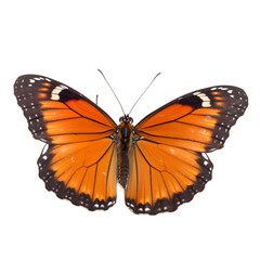 Front view of Viceroybutterfly isolated on white transparent background