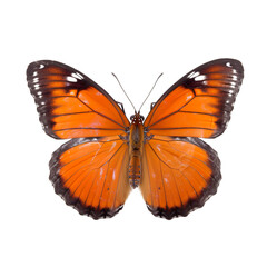 Fototapeta na wymiar Front view of Viceroy butterfly isolated on white transparent background