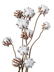 Isolated dried flowers in 3d rendering on white