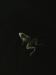 frog in the water