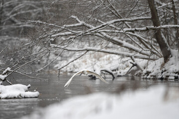 Great egret by the river bank. White heron are fishing around winter's water. European nature. White bird with long beak and neck. 