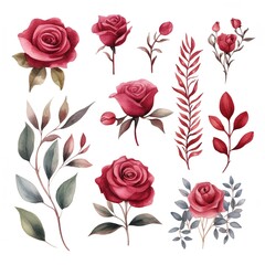 Set watercolor elements of roses collection garden red, burgundy flowers, leaves, branches. Flat hand-drawn illustration isolated on white background