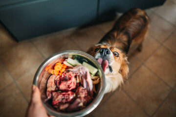 Border collie licking a bowl of raw dog food - obrazy, fototapety, plakaty
