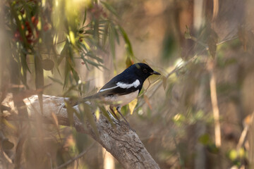 Madagascar magpie robin on the branch. Copsychus albospecularis in the Madagascar's park. Small black bird withe white belly. 
