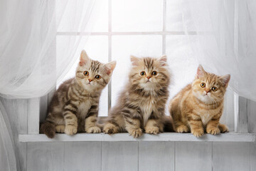 Fototapeta Cute kittens on the windowsill. Group of purebred tabby cats look out the window on a sunny day. Banner with a place for writing, a blank for an advertising layout. obraz