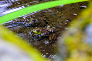 frog in the pond