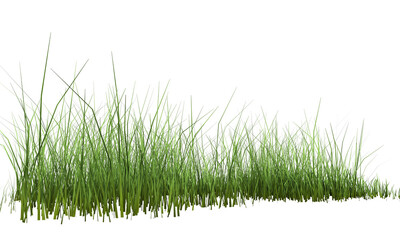 green grass on transparent background. 3d rendering