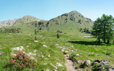 Fototapeta na wymiar Trentino Alto Adige, Lagorai Italy - Malghe and mountain pastures
