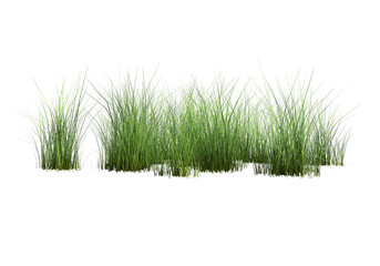 green grass isolated on transparent background. 3d rendering.