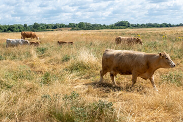 cows in the field