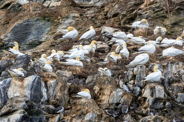 Colonies of great Northern gannets on the cliffs at Trouphead, Scotland