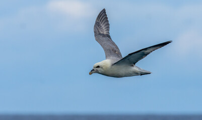 Fototapeta na wymiar Fulmar seabird in flight with blue sky background