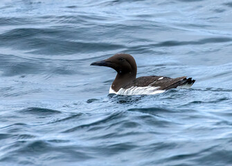 Guillemot swimming in the ocean