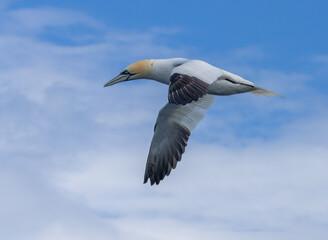 Great northern gannets in flight with blue sky background 