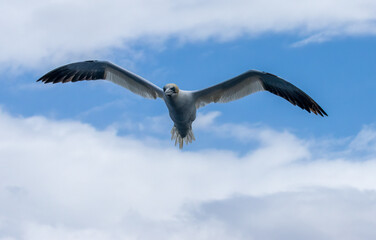 Great northern gannets in flight with blue sky background 