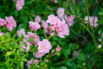 Beautiful roses Bush in garden, roses for Valentine Day.