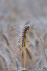 Getreide&auml;hren im Feld nach Regen, Details, Marburg Hessen