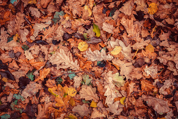 Background of Autumn Leaves. Yellow, Red, Brown Foliage. Texture of Leaf Fall. Vintage style.