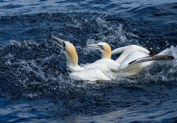 Great northern gannets in the water