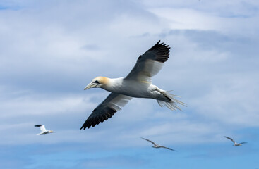 Great northern gannets in flight with blue sky background 