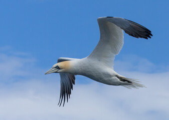 Great northern gannets in flight with blue sky background 