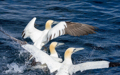 Great northern gannets in the water