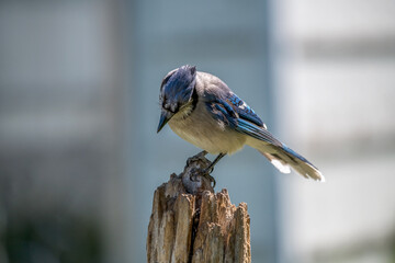 blue jay on a branch