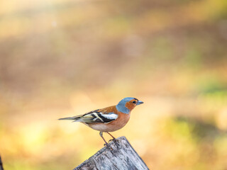 Common chaffinch, Fringilla coelebs, sits on a tree. Common chaffinch in wildlife.