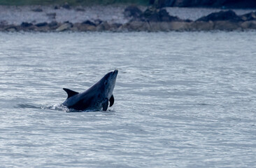 Fototapeta premium Dolphin leaping out of the water