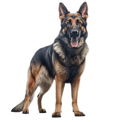 Dog on Transparent Background German Shepherd