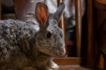 The Giant chinchilla rabbit posing from different angles