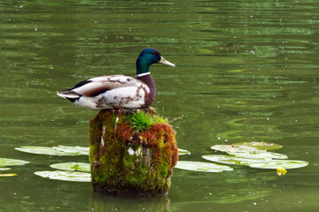 farbenfrohes wildenten-männchen an einem see