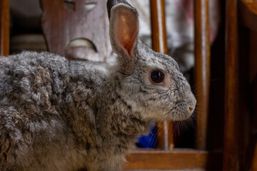 The Giant chinchilla rabbit posing from different angles