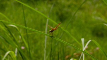 Macro photo of a dragonfly on the grass