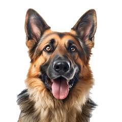 Dog on Transparent Background German Shepherd