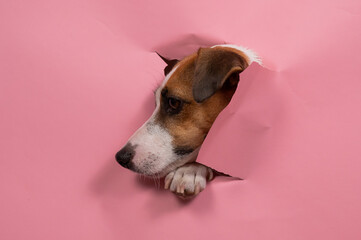 Funny dog jack russell terrier tore pink paper background. 
