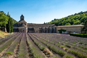 Senanque abbey and the lavender field