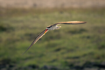African skimmer glides over grass in sunshine
