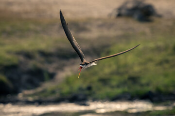 African skimmer flies over river opening beak