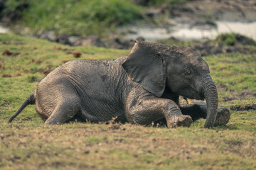Baby African bush elephant lies on grass