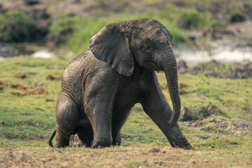 Naklejka na ściany i meble Baby African bush elephant sits on grass