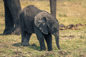 Baby African bush elephant stands crossing legs