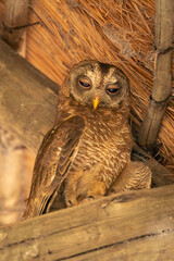 African wood owl looks down from rafters