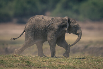 Baby African bush elephant runs over grass