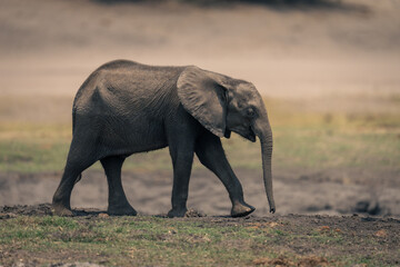 Fototapeta premium Baby African bush elephant walking along riverbank