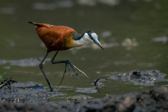 African jacana walks through shallows lifting foot