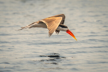 African skimmer flies over river dribbling water