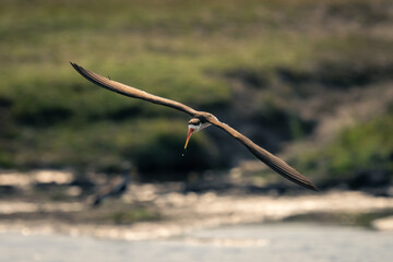 Fototapeta na wymiar African skimmer glides over river dribbling water