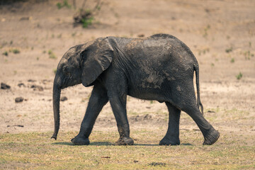 Baby African bush elephant walks across plain