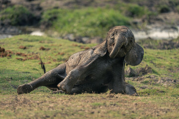 Naklejka na ściany i meble Baby African elephant lies on grassy riverbank